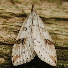 Udea washingtonalis