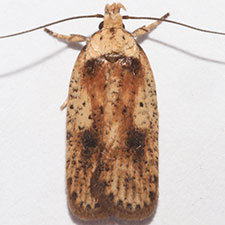 Agonopterix chrautis