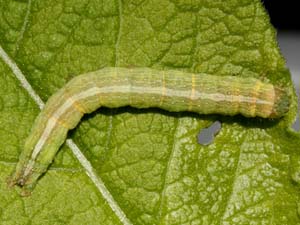 Sympistis forbesi