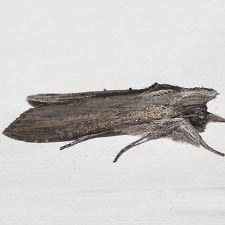 Cucullia florea