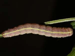 Cucullia florea