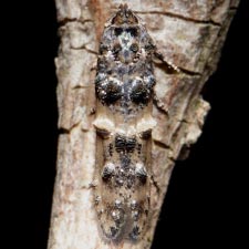 Walshia amorphella