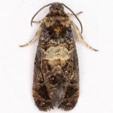 Paralobesia pallicircula