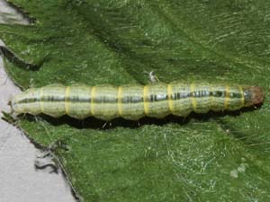 Anania mysippusalis