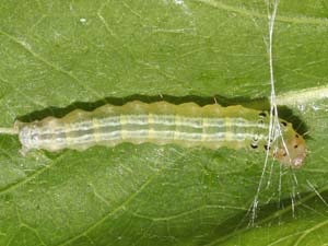 Hahncappsia marculenta