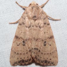 Anathix aggressa