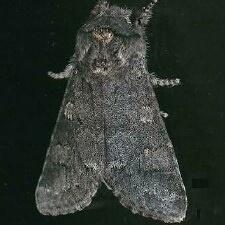 Psaphida rolandi