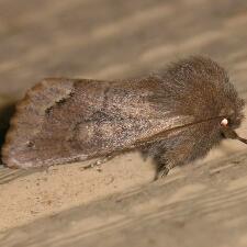 Orthosia garmani