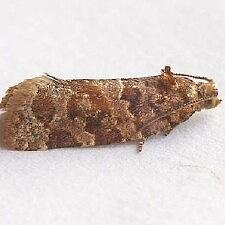 Argyrotaenia tabulana