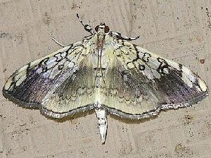 Pantographa limata