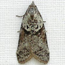 Lotisma trigonana