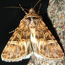 Sympistis sanina