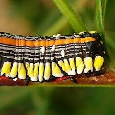 Cucullia convexipennis