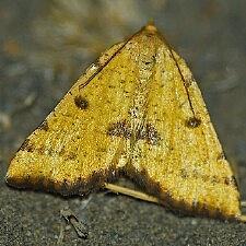 Macaria sulphurea
