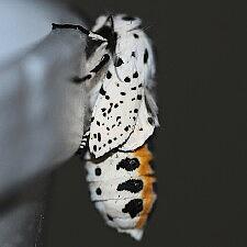 Hypsocompe permaculata