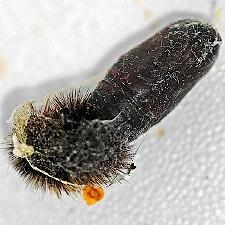 Hypsocompe permaculata
