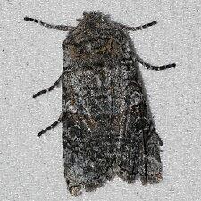 Litholomia napaea