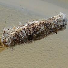 Tinea pellionella
