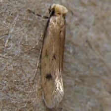 Tinea pellionella