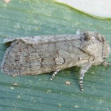 Psaphida rolandi