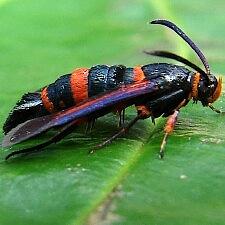 Synanthedon sapygaeformis