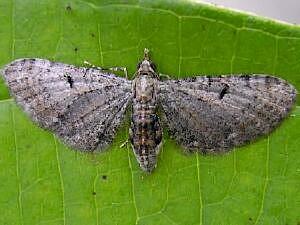 Eupithecia miserulata