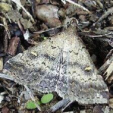 Tetanolita floridana