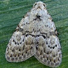 Meganola spodia