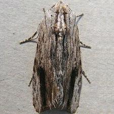 Spodoptera eridania