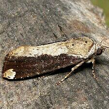 Magusa divaricata