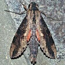 Erinnyis crameri