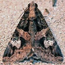 Melipotis famelica