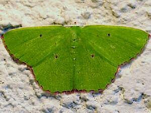 Phrudocentra centrifugaria