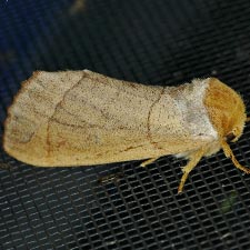 Datana diffidens