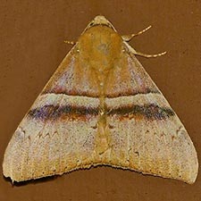 Neophisma tropicalis