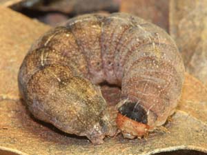 Orthosia pulchella