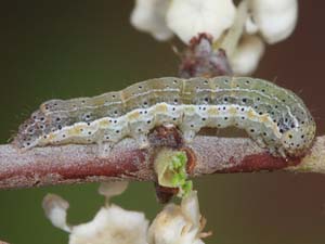 Egira perlubens