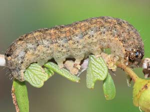Egira perlubens