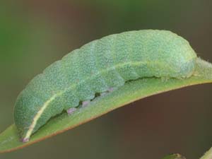 Aseptis fumeola