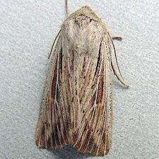 Leucania insueta