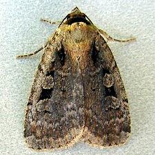 Eueretagrotis sigmoides