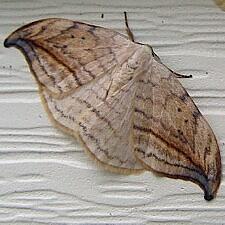 Drepana arcuata