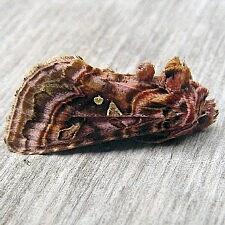 Autographa mappa