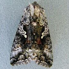 Syngrapha altera
