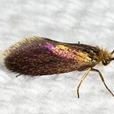 Epimartyria auricrinella