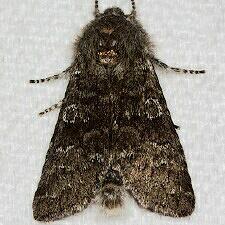Psaphida rolandi