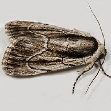 Sympistis badistriga