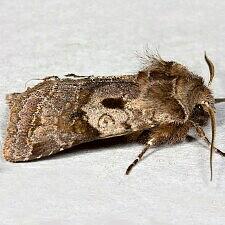 Cerastis salicarum