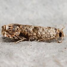 Episimus argutana
