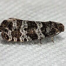 Taniva albolineana